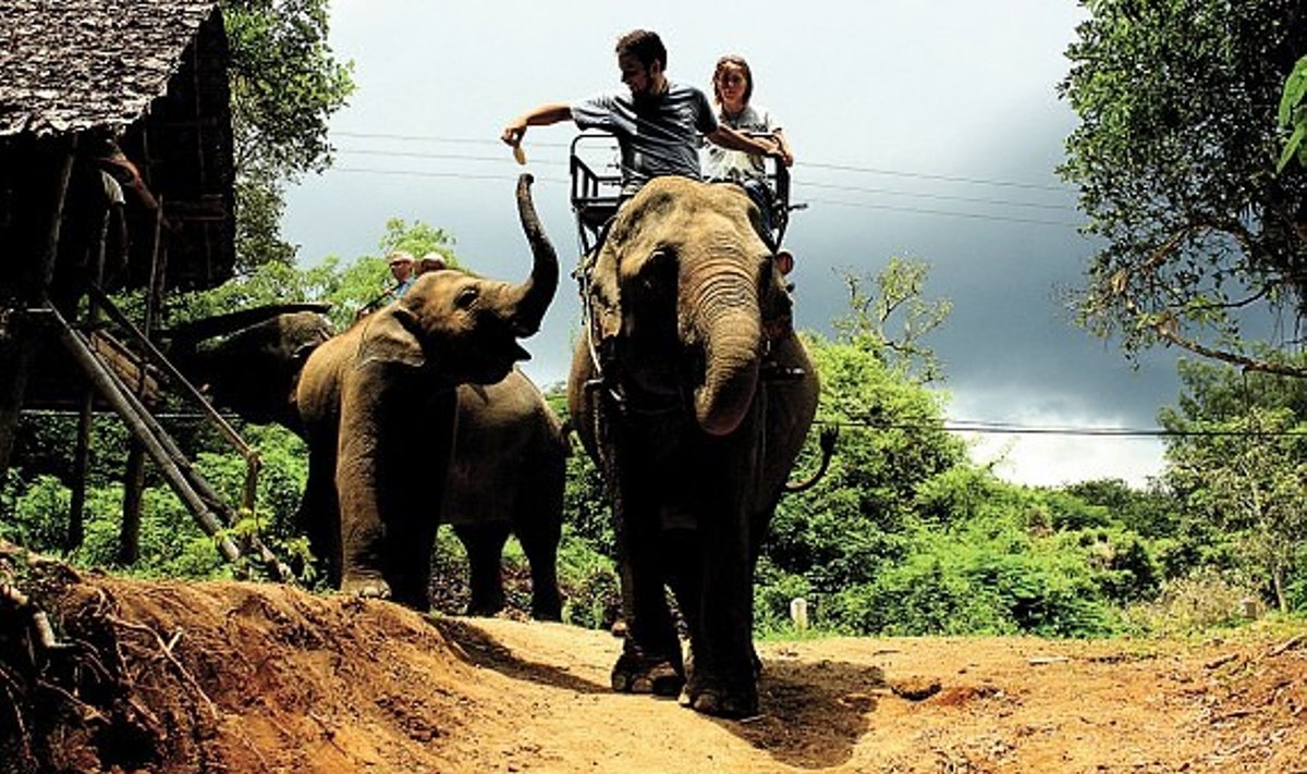 Žygis per Tailando džiungles. Sunkesniąją džiunglių atkarpą įveikti padėjo drambliai. 
