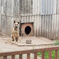 Jonavoje konfiskuotas metaliniu strypu muštas šuo ieškos naujų namų