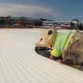 Snieglente čiuožiantis oposumas tapo interneto žvaigžde