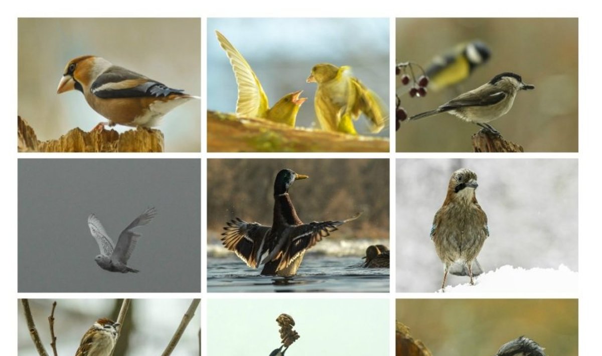 Ar pažįstate šiuos paukščius?