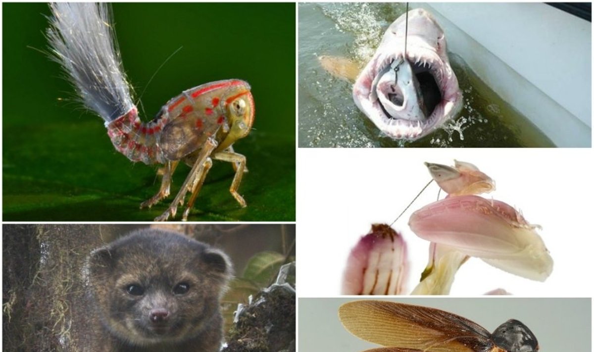 Gyvūnai, 2013-aisiais nustebinę mokslininkus (AP, Shutterstock, Delavero (JAV) universiteto ORB laboratorijos, Reuters, Trond Larsen nuotraukos)