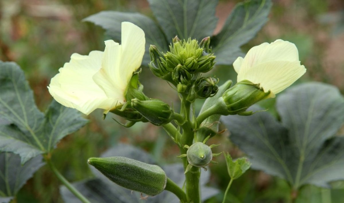 Valgomoji ybiškė - paprasta daržo gėlė, kuri šiandien vadinama "augaliniu botoksu" 