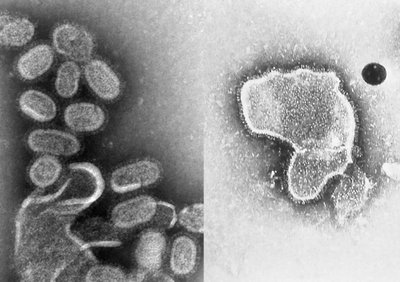 Mokslininkai aptiko hibridinius virusus. Scanpix/J. Hanney et al. nuotr.