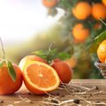 Kaip bute auginti apelsiną, kad jis užmegztų ir sunokintų vaisius