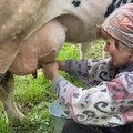 „Delfi agro“. Kiek laiko užtrunka rankomis pamelžti karvę