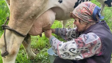 „Delfi agro“. Kiek laiko užtrunka rankomis pamelžti karvę