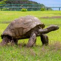 Самое старое животное в мире: черепахе Джонатану с острова Святой Елены исполнился 191 год