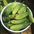 Neįtikėtina agurkų nauda sveikatai