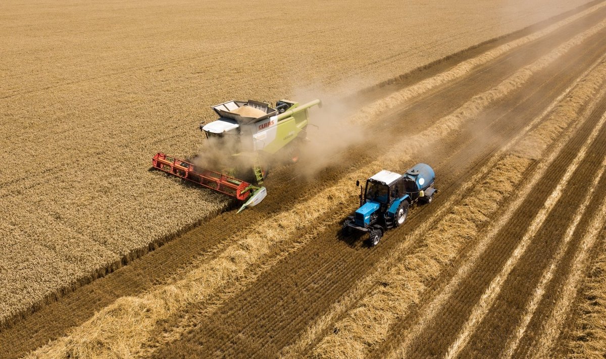 Rusijos ūkininkai nuima neįprastai aukštos kokybės kviečių derlių