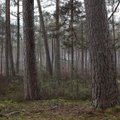 Lietuvoje – medžius nuo kenkėjų sauganti akcija