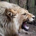 Naujieji Kauno zoologijos sodo liūtai apetitu nesiskundžia