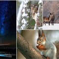 Įspūdingos tikrosios žiemos fotografijos: užkandžiaujanti voverė ir šaka apsimetantis suopis