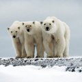 Į eskimų kaimelį atklydo 80 grobio besidairančių baltųjų lokių