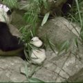 Vašingtono zoologijos sode – pirmieji nedrąsūs pandos jauniklės žingsniai
