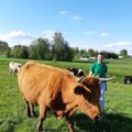 Vadovo darbą užsienyje iškeitė į nuosavą galvijų ūkį Lietuvoje – dabar ruošiasi plėtrai ir turi patarimą