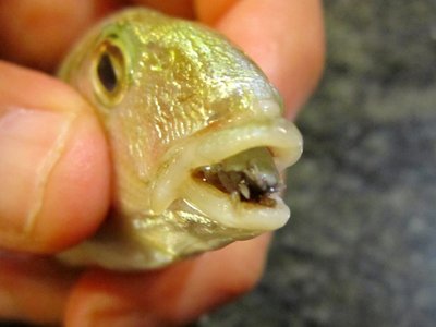 Cymothoa exigua yra parazitas, suėdantis žuvies liežuvį. Marco Vinci/Wikipedia nuotr.