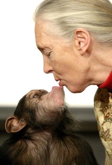 Garsi šimpanzių mylėtoja ir tyrinėtoja britų primatologė Jane Goodall bučiuoja jauną bezdžionę. 