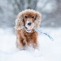 5 veterinarės patarimai, kurie padės pasirūpinti savo augintiniu žiemą