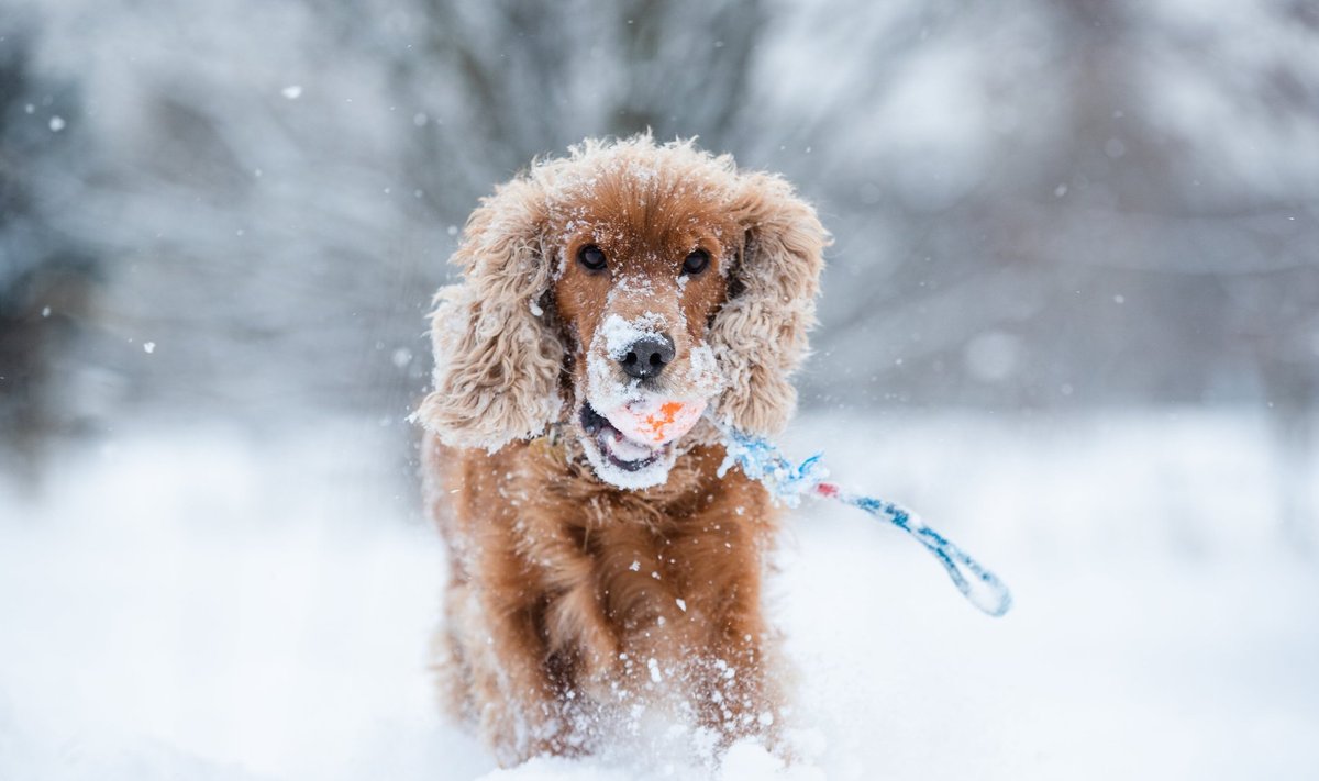 Šuo žiemą, asociatyvi nuotr.