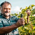 Gruziniškas vynas pateko į Guinesso pasaulio rekordų knygą: įrodyta, kad Gruzija yra vyno tėvynė