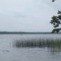 Stirnių ir Aiseto ežerai įžuvinti šamų jaunikliais