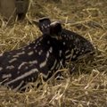 Belgijos zoologijos sode gimė tapyrų jauniklis
