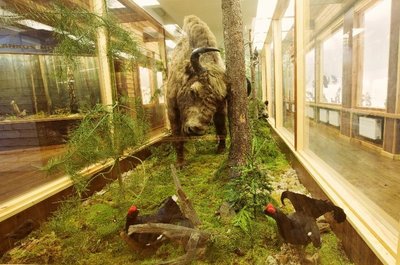 Miško muziejuje gausu žvėrių ir paukščių iškamšų