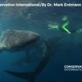 Nardytojai iš arti nufilmavo didžiausius pasaulyje ryklius