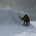 Rusijoje rasti mamutės palaikai su skystu krauju