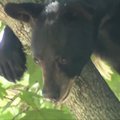 Naujajame Džersyje pareigūnai sugavo medyje pasislėpusį juodąjį lokį