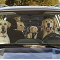 „Subaru“ grįžta prie patikrinto recepto: reklamoms pasitelkia šunis