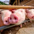 Kiaulių maras komerciniame ūkyje