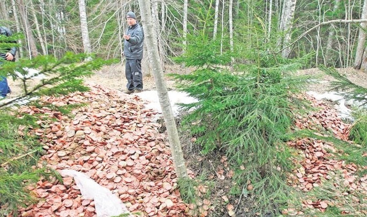 Estijoje miške rasta tona dešros, ohtuleht.ee nuotr.