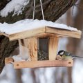 Besiruošiantiems lesinti paukščius gamtininkai primena penkias taisykles