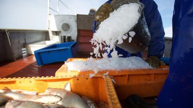 Žvejai organizuoja protestą dėl Kuršių marių: žiūrint į verslininkų skaičius nesueina galai