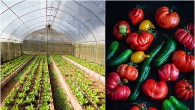 Augintojai imasi permainų: neišvaizdžias daržoves neatlygintinai tieks socialiniam verslui