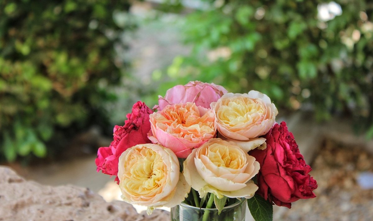 Rožės „Džiuljeta“