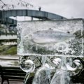 Vilniuje – ledo skulptūroje įšaldyta lašiša