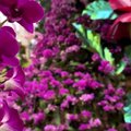 Niujorko botanikos sodas kviečia pasigrožėti orchidėjomis