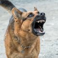 Rie­ta­viš­kius gąs­di­na ag­re­sy­vus šuo: ne vienas tik per plauką išvengė nelaimės, o savininkei baudos nė motais