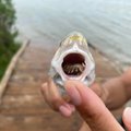 Žuvies nasruose aptiktas parazitas pribloškė specialistus: liežuvį suėdanti utėlė auką pasmerkia kraupiai kančiai