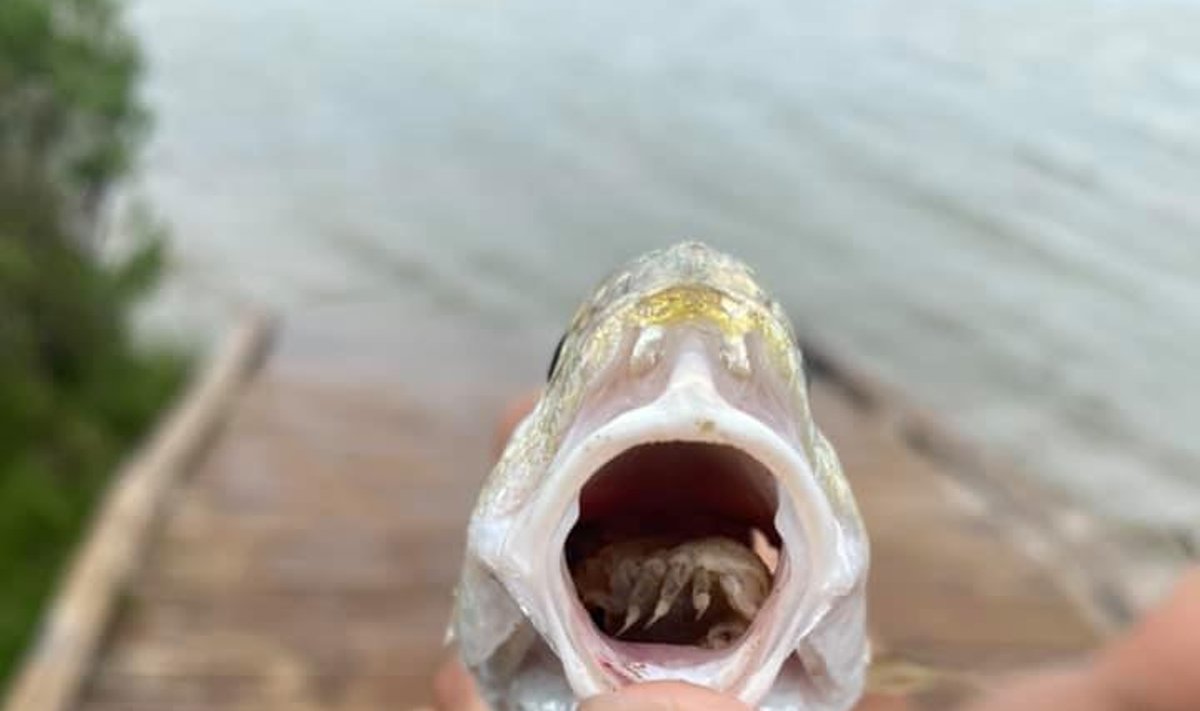 Cymothoa exigua yra parazitas, suėdantis žuvies liežuvį. Galveston Island State Park nuotr.