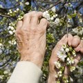 Pavasariniai pensininkės pamąstymai