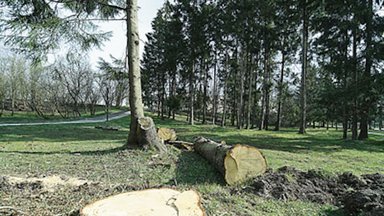 Kretingiškiai sunerimo dėl plinkančio Pastauninko parko