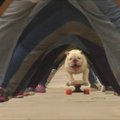 Šuo pagerino važiavimo riedlente pro ilgiausią žmonių tunelį rekordą