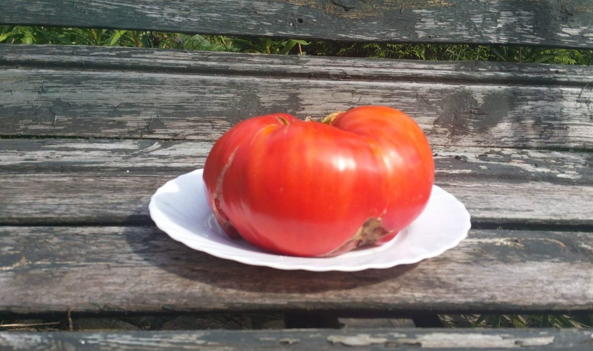 Didžiausias pomidoras