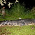Tailande gaudomi iš užtvindytų fermų pabėgę krokodilai