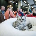 Savaitgalį Vilniuje vyks kačių paroda: laukiama gražuolių iš visos Lietuvos