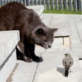 Kaunietis užfiksavo gamtos dramą: mažas paukščiukas veja katę