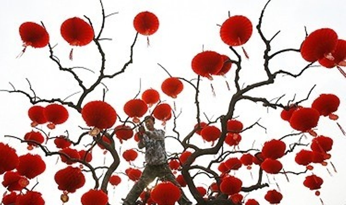 Vyras Pekine kabina ant medžio raudonus popierinius žibintus kinų Naujųjų Metų šventei. 